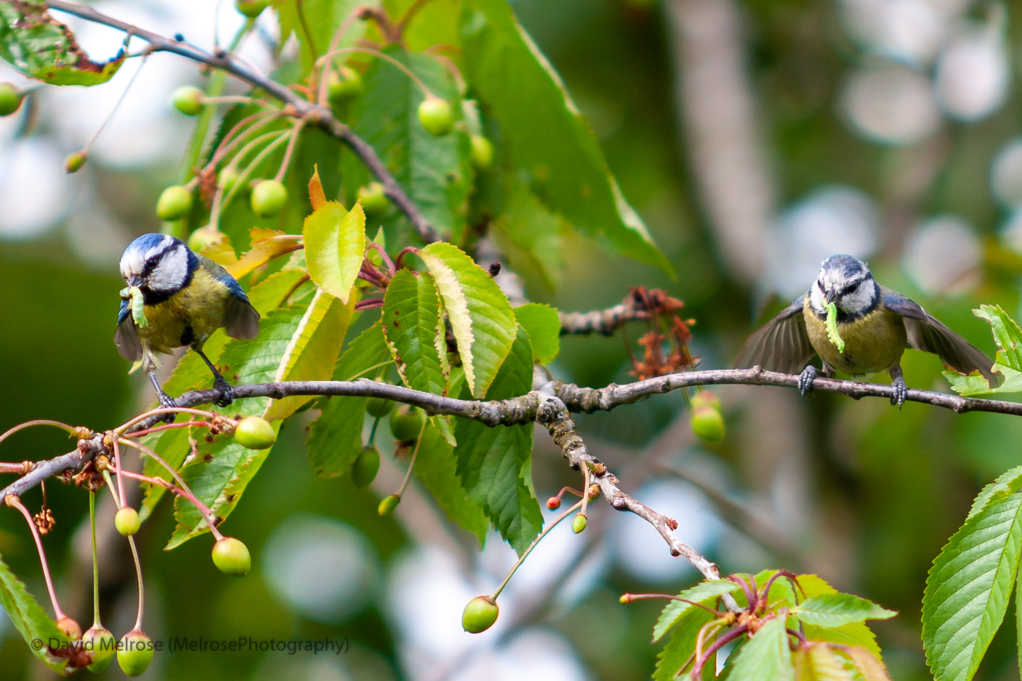 wildlife/BLUE TITS (54).jpg